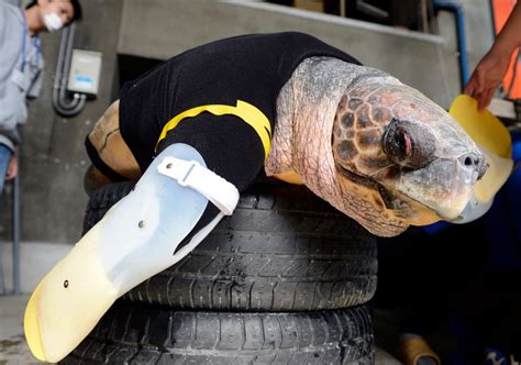 Disabled Loggerhead Turtle Yu Chan Fitted With Amazing Prosthetic