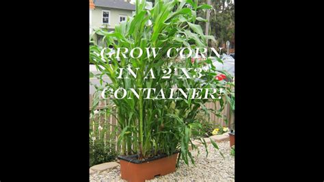 Poorly growing corn can be the result of cool temperatures, or a lack of nutrients in the soil. How to Grow Corn in a Container! - YouTube