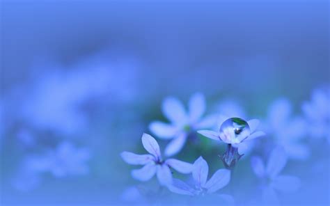 Wallpaper Sunlight Flowers Nature Sky Plants Water