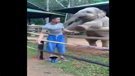 Delightful Video Of Playful Baby Elephant Demanding Keepers Attention