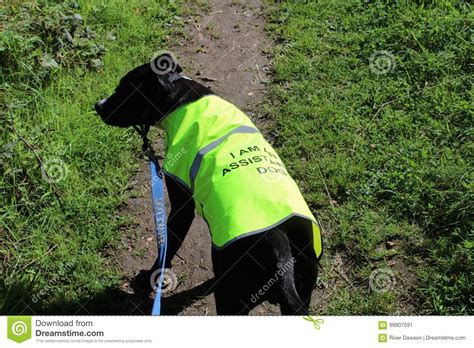 Staffordshire Bull Terrier Female Stock Image Image Of Terrier