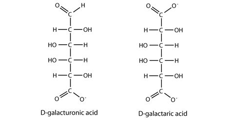 46 Structure Of Galactose And Glucose Structureofgalactose1