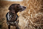 What are the symptoms of rocky mountain spotted fever in dogs ...