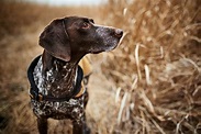 What are the symptoms of rocky mountain spotted fever in dogs ...