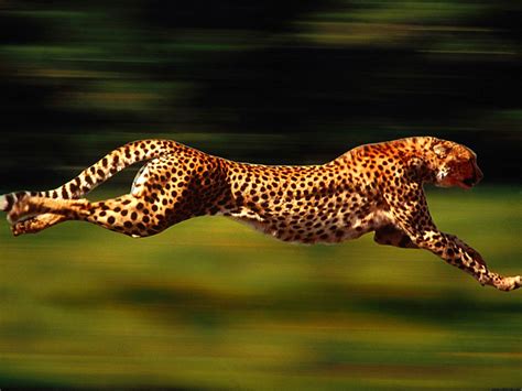 Free Cheetah Wallpapers Wallpaper Cave