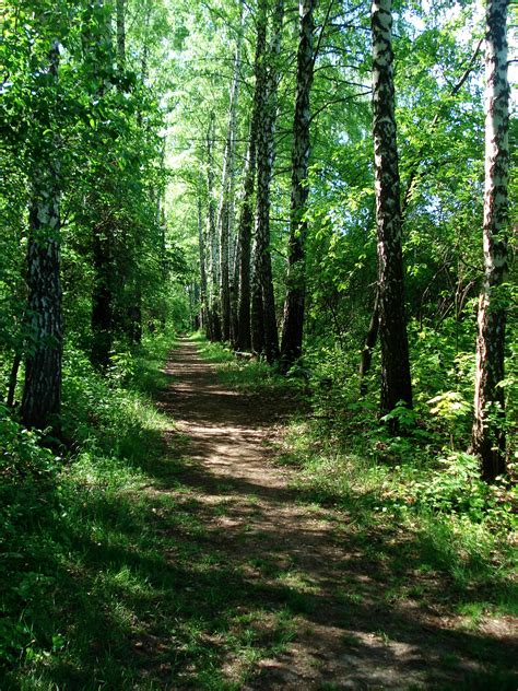 Free Images Landscape Tree Nature Pathway Wilderness Wood Trail