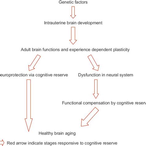 Factors Affecting Cognitive Reserve At Various Stages Of Human