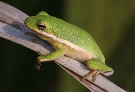How To Care For Your Green Tree Frog Reptile Supply