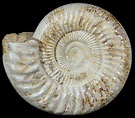 Large, 8.4" Ammonite (Perisphinctes) Fossil - Jurassic For Sale (#51687 ...