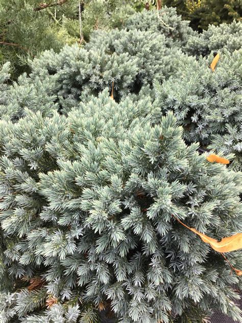 Juniperus Blue Star 3gal Pot Oceanview Home And Garden