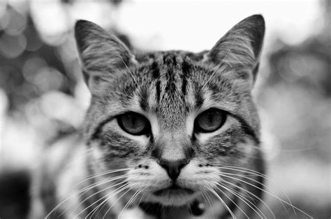 Portrait Of My Cat By Pohlmannmark On Deviantart