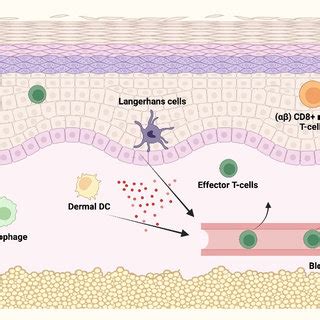 Cutaneous Immune Responses The Skin Provides A Passive Protective