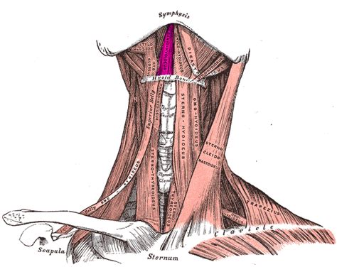 In front of the pelvis and extending upward, the muscles of the abdomen play a large role in maintaining posture and supporting. New Voice, New Career: Anatomy and Physiology Series ...