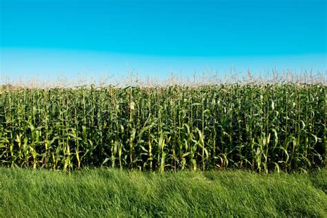 Corn Field On A Sunny Day Stock Image Colourbox