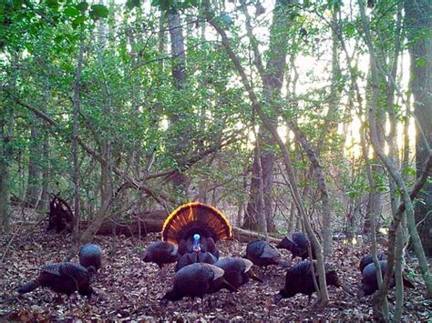 Maryland Reports 2022 Winter Turkey Season Harvest Outdoor Wire