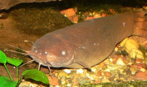 In recent years, fish locators have become more. The Electric Catfish and 6 More Bizarre Catfish Species ...