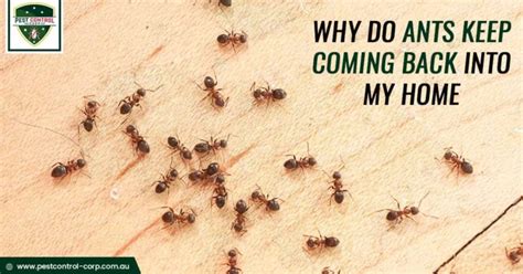 6 ways to keep wasps away from you. Why Do Ants Keep Coming Back into My Home