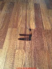 We did not find results for: Wood Floor Damage Diagnosis FAQs