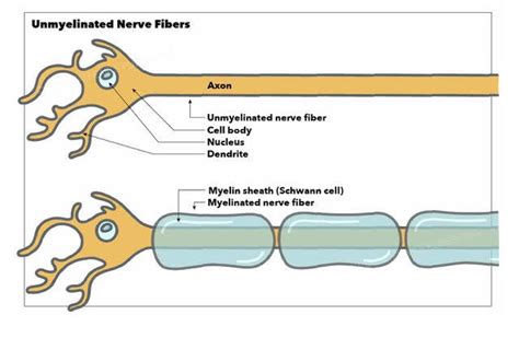 Figure Unmyelinated And Myelinated Nerve Fibers Statpearls