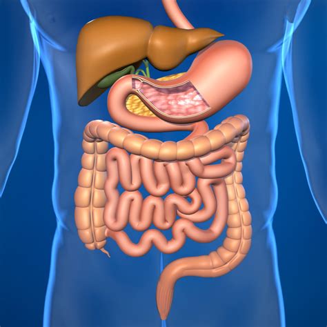 Your Small Intestine An Overview