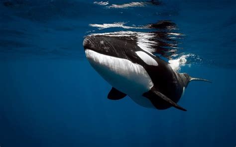 Download Wallpapers Killer Whale Underwater Ocean Whale For Desktop