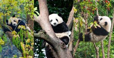 10 Fotos Adorables De Osos Panda National Geographic En Español