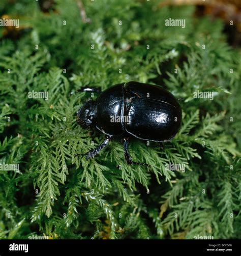 Dor Beetle Geotrupes Vernalis On A Shrub Stock Photo Alamy