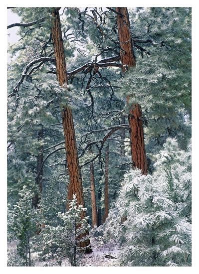 Ponderosa Pine Forest After Fresh Snowfall Rocky Mountain Np Colorado