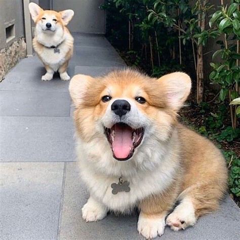 1 count (pack of 1). What is better than a corgi? Two corgies! Source: @corgis ...