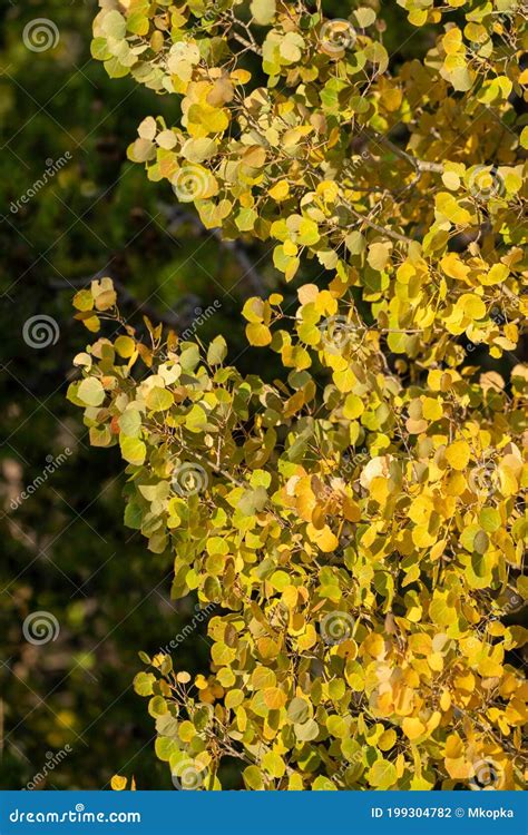 Beautiful Quaking Yellow Aspen Tree During Autumn Taken In Rocky