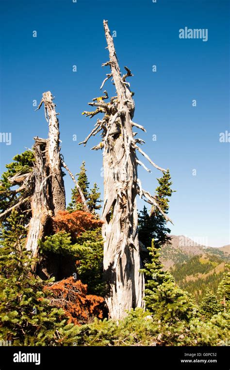 Hurricane Ridge In The Olympic Peninsula Stock Photo Alamy