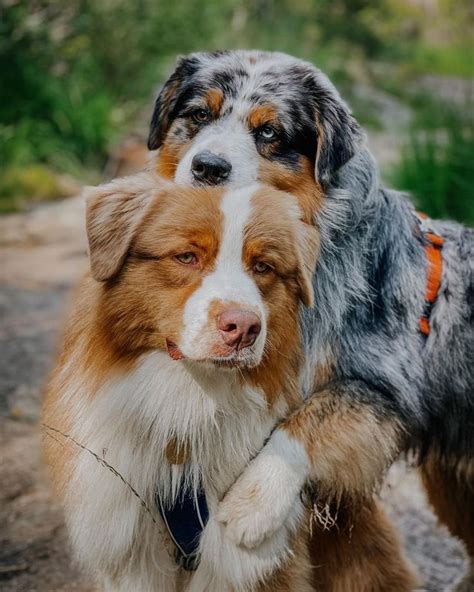 Blueshade Australian Shepherds On Instagram “you Can Never Get To Many
