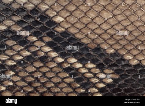 Genuine Snakeskin Leather Texture Background Closeup Photo Skin