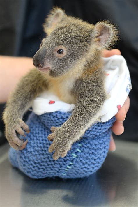 You can personalized your child's name, time of feed, etc. Baby Koala Didn't Leave His Mother's Side In The Hospital ...