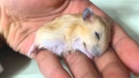 햄스터 죽기 전 영상 Hamster Died Before Video Youtube