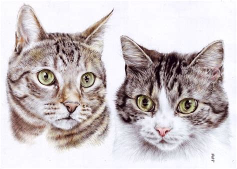 40 Great Examples Of Cute And Majestic Cat Drawings Tail And Fur