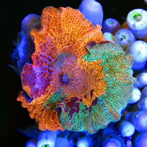 Super Schroom Mushroom Coral From Sexy Corals Leaves Us Speechless