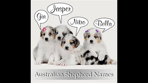 200 Adorably Cute Names For Your Australian Shepherd Puppy Youtube