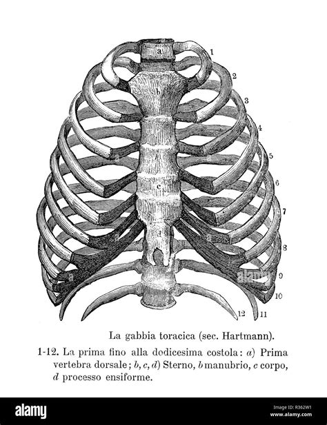 Vintage Illustrazione Di Anatomia Umana La Gabbia Toracica Struttura
