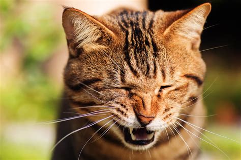 This may be due to diabetes, cardiovascular disease or liver cirrhosis in the last stages. Why is Your Cat Sneezing Blood and Its Treatment | Pets ...