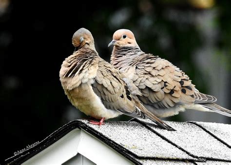 Mourning Dove Couple One Preens While The Other Keeps Watc Anne