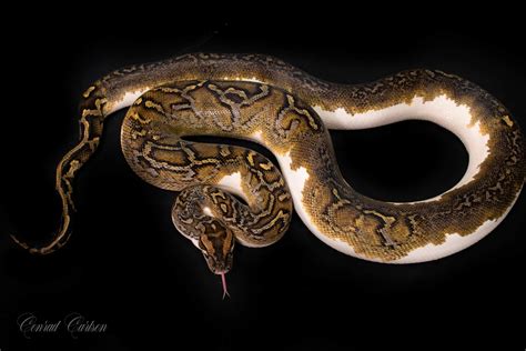 Pied Poss Het Albino Proven Breeder Burmese Python By Cnr Reptiles