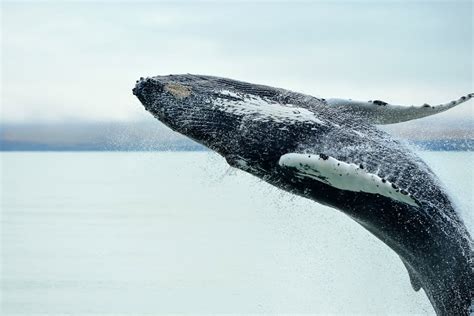 Whales Of Iceland Best Time And Places To Go Whale Watching