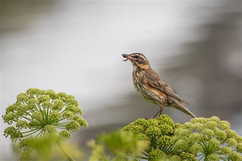 Photo Essay Iceland Birds By Luke Musher Nemesis Bird