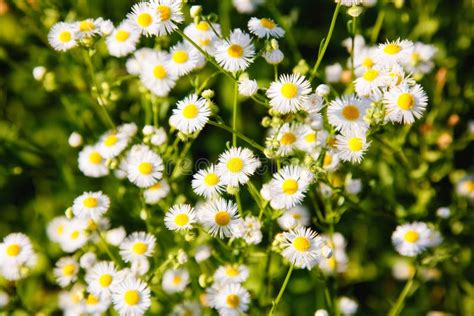 Beautiful Garden Chamomile Flowering Plants In Grass Camomile Flowers