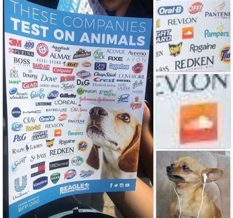 Makeup brands who test on animals are mostly sold in countries where animal testing is still required by law. SoundCloud chihuahua | These Companies Test On Animals ...