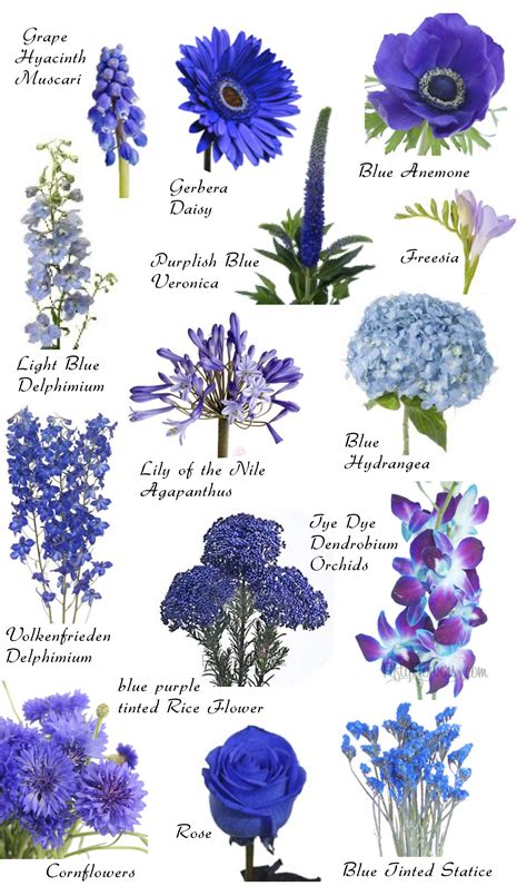 Names Of Flowers And Their Colors 99tips