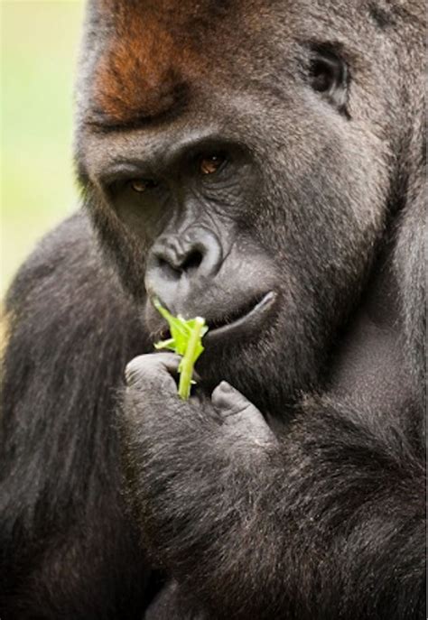 Male Silverback Gorilla With A Smile Silverback Gorilla Gorilla