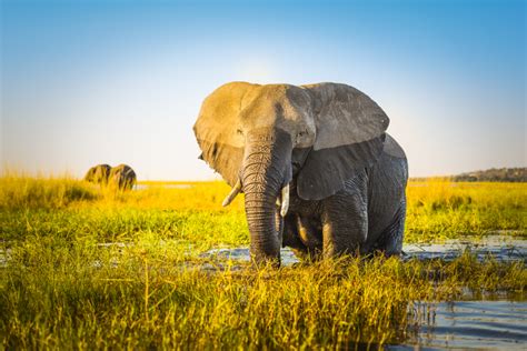 5 Reasons Why You Must Visit Botswana During The Green Season Hayes And Jarvis