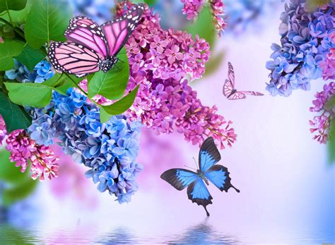Pictures Of Flowers And Butterflies Wallpaper Flower Hd Phone